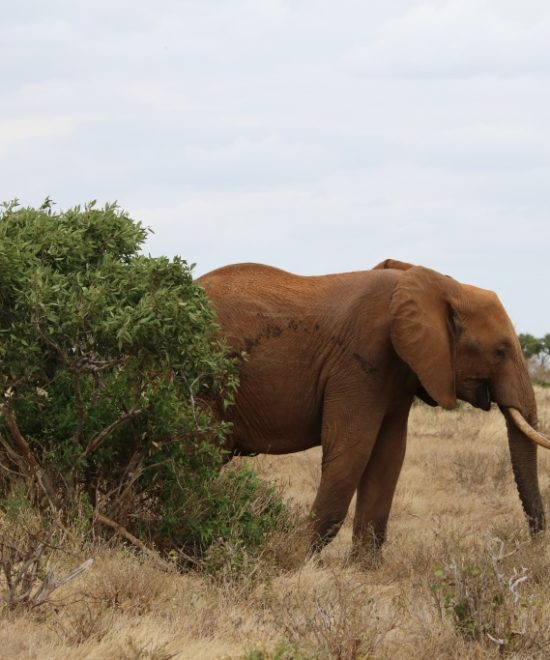 3-Days Tsavo East & Tsavo West Safari